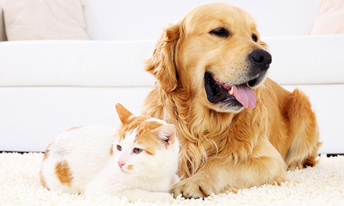 {{custommediabasic::header_image_alt_text}}